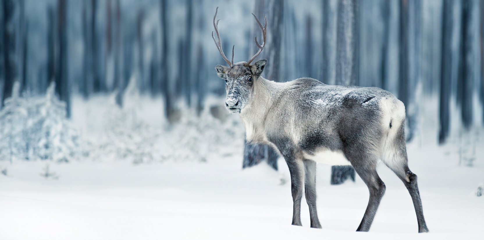 Advantas Real Estate