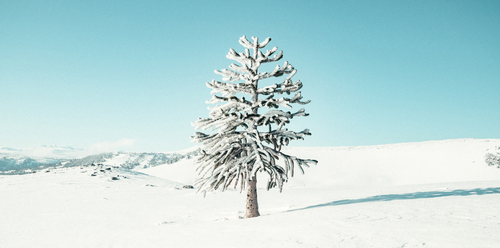 Advantas Real Estate